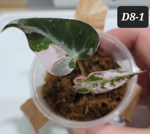 Alocasia pink bambino corm - pink,