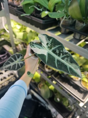 Alocasia bambino variegated - bambino,