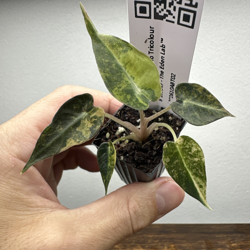 Alocasia bambino tricolour - alocasia,