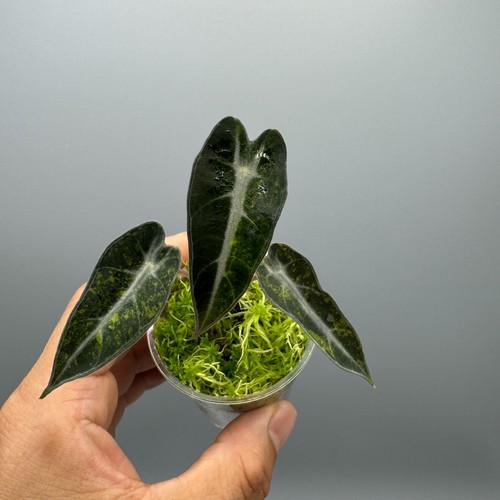 Alocasia bambino aurea - bambino,