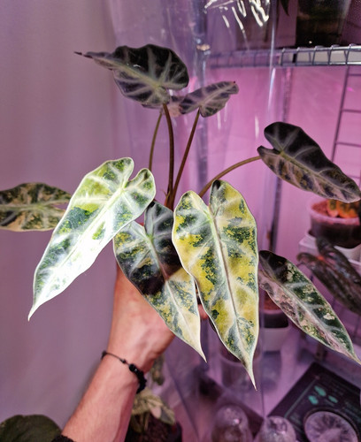 Alocasia bambino aurea corm - bambino, aurea,