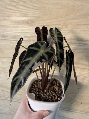 Variegated bambino pink - variegated,