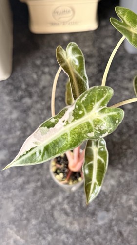 Alocasia bambino pink - alocasia,