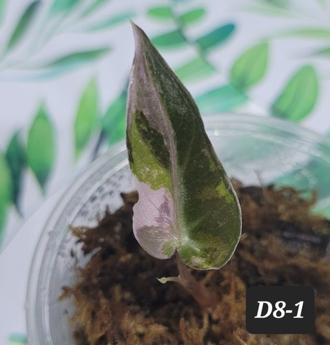 Alocasia pink bambino corm - pink,