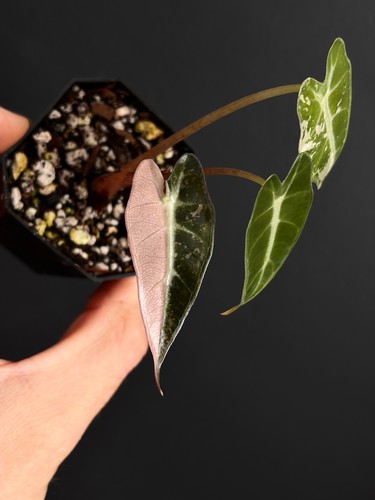 Alocasia bambino pink - alocasia,