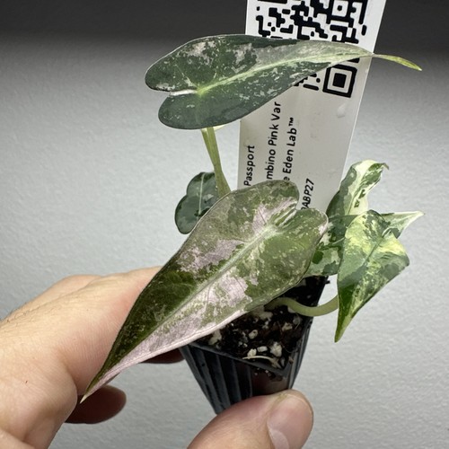 Alocasia bambino pink - alocasia,