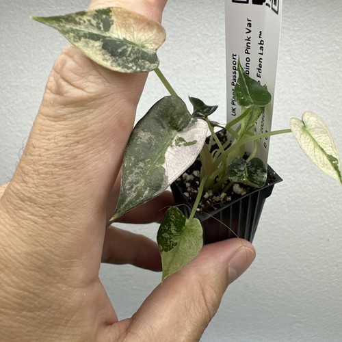 Alocasia bambino pink - bambino,