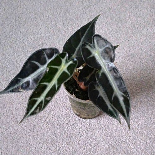 Alocasia bambino - alocasia,