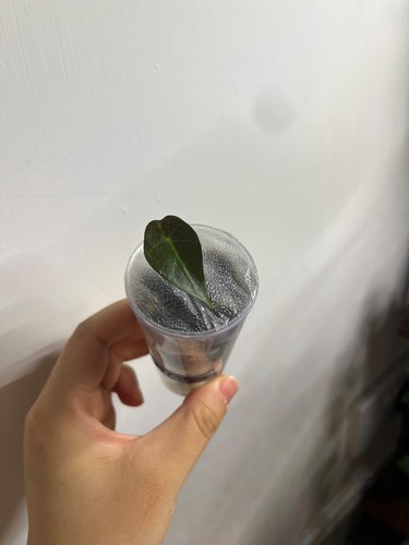 Alocasia curly bambino - curly,