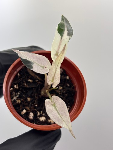 Alocasia bambino pink - bambino,