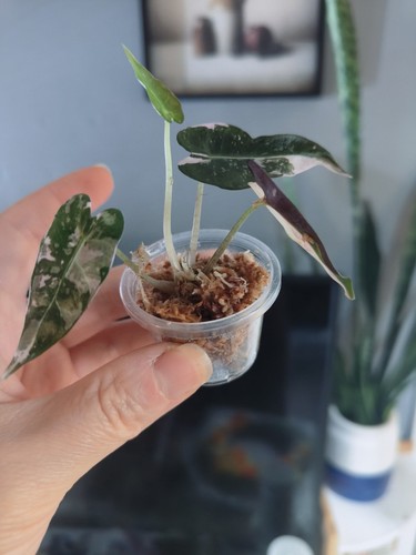 Alocasia bambino pink - alocasia,