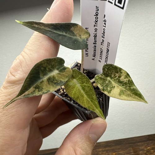 Alocasia bambino tricolour - alocasia,