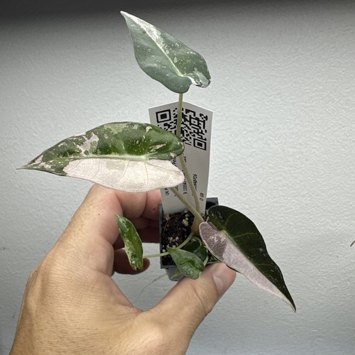 Alocasia bambino pink - bambino,