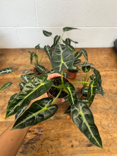 Alocasia bambino plant - alocasia, ‘bambino’