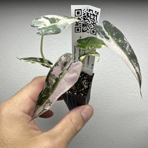 Alocasia bambino pink - alocasia,