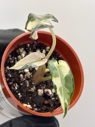 Alocasia bambino pink - bambino,