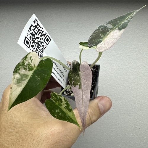 Alocasia bambino pink - alocasia,