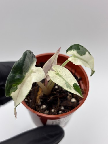 Alocasia bambino pink - alocasia,