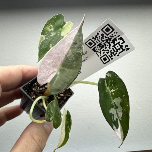 Alocasia bambino pink - bambino,