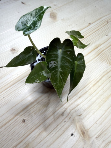 Alocasia bambino pink - bambino,