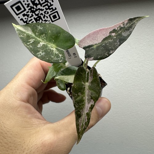 Alocasia bambino pink - alocasia,