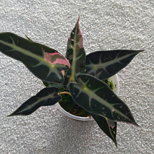 Alocasia bambino pink - alocasia,