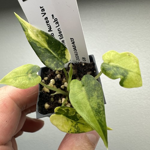 Alocasia bambino aurea - bambino,