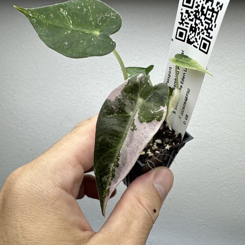 Alocasia bambino pink - alocasia,