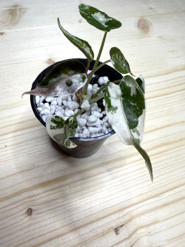 Alocasia bambino pink - bambino,