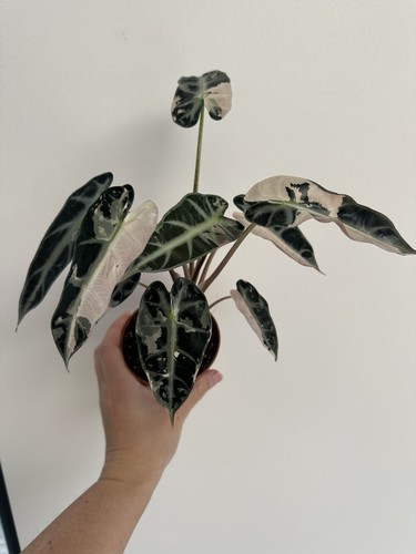 Alocasia bambino pink - bambino,