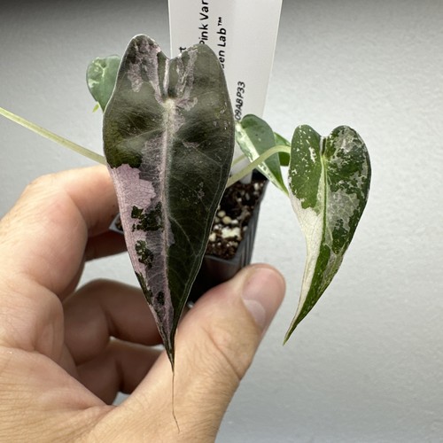 Alocasia bambino pink - alocasia,