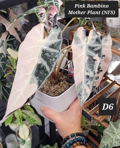 Alocasia pink bambino - alocasia,