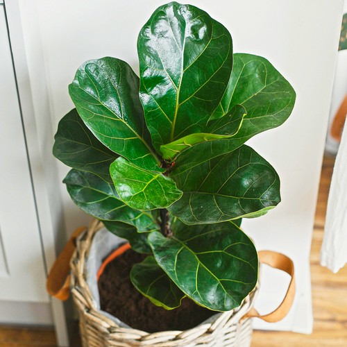 Ficus bambino fiddle - ficus,