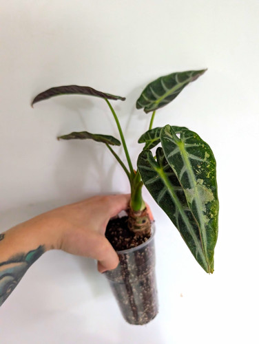 Alocasia bambino variegated - alocasia,