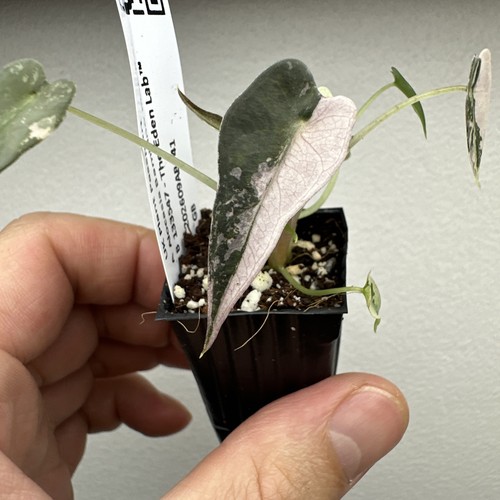 Alocasia bambino pink - bambino,
