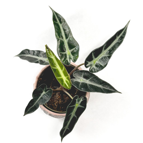 Alocasia bambino arrow - alocasia, arrow’