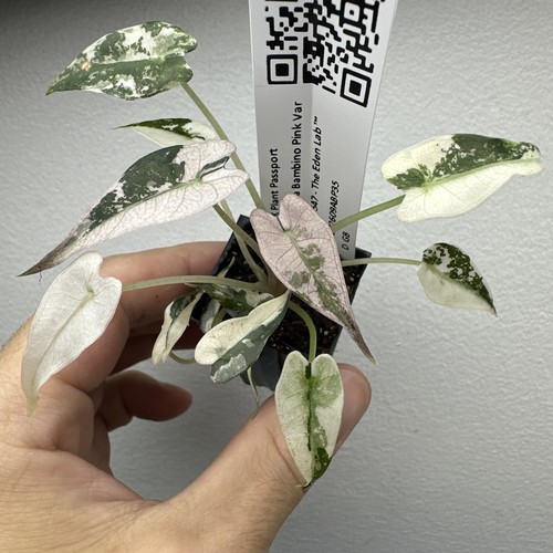 Alocasia bambino pink - alocasia,