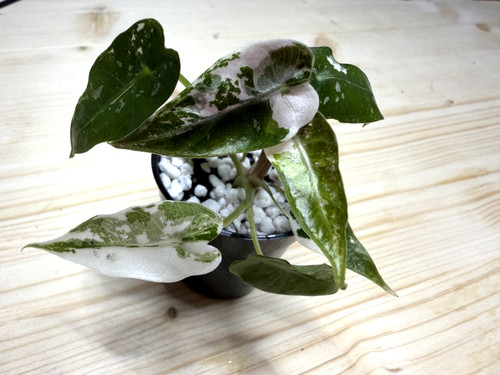 Alocasia bambino pink - bambino,